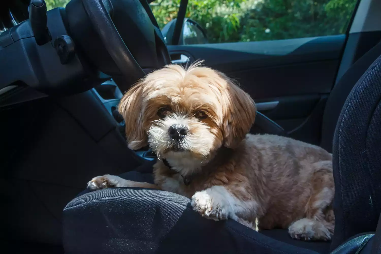 Chevrolet Malibu Dog Safety Belt for Lhasa Apsos